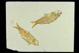 Pair of Fossil Fish (Knightia) - Green River Formation #131164-1